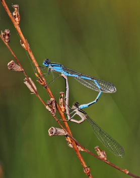 Enallagma doubledayi, mating pair